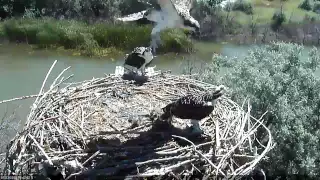 Osprey Chicks Learning To Fly