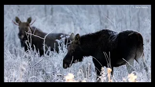 Briedžiai žiema (Alces alces)