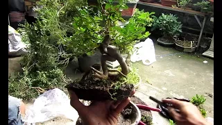 How to create many bizarre bonsai trees