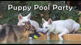 Puppy Pool Party: A Dogs Life Video