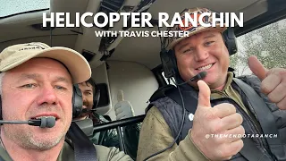 Gathering Cows with a Helicopter. #helicopter #ranch #cows