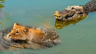 LIONS ATTACK CROCODILE WALKING ON LAND