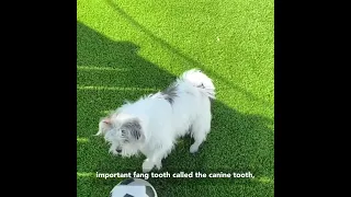 Dog Fractured Teeth Treatment