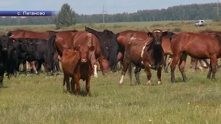 ЛПХ Валентины Мельниковой