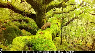 Celtic rainforest Pine marten