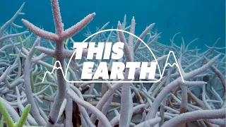 Marine life suffers as Thai sea temperatures hit record | REUTERS