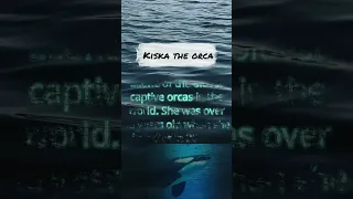 Kiska the orca.. #kiska #orca #marine #news #fyp #canada #killerwhales #nature #animals