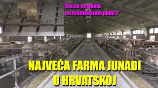 NAJVEĆA FARMA ZA TOV JUNADI U HRVATSKOJ- evo kako rade - koji je sistem i KOLIKO SUBVENCIJA dobijaju