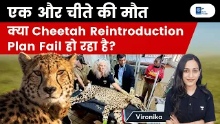 What Causes cheetah deaths? Is Cheetah Reintroduction Plan Failing? Explained by Vironika