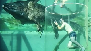 This Cage Of Death Lets You Swim With Crocodiles