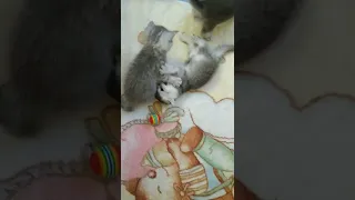 Смешные котята 😻🤗 ПРИКОЛЫ С КОТАМИ 2022 😹🐈 Смешные животные 2022 #shorts