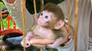 Baby monkey Yumy really excited when it's rain