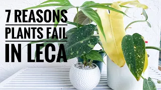 #semihydro #passivehydroponics 7 REASONS PLANTS DIE IN LECA | Recipe for SemiHydro Success