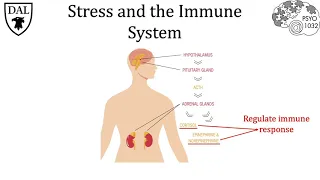 Tricky Topics: Stress and the Immune Response