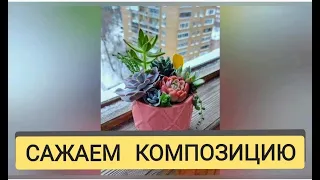 Композиция из суккулентов 5