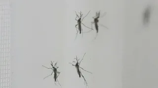 First genetically modified mosquitoes released in Florida Keys