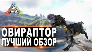 Овираптор (Oviraptor) в АРК. Лучший обзор: приручение, разведение и способности  в ark.