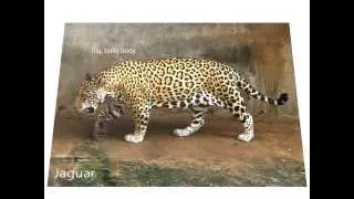 Differences between jaguars, leopards and cheetahs