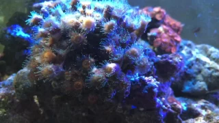 Reef Tank: Tube Coral Colony (Cladocora arbuscula)
