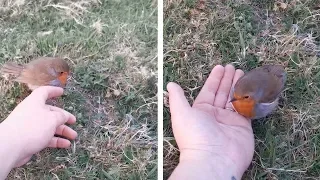 Friendly Robin Sits On NHS Worker's Hand