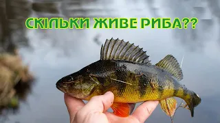 Скільки живе риба. Риби України.