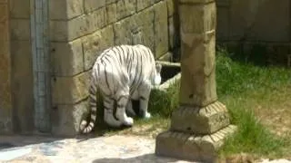 White Tiger of Texas Rancho Lanzarote