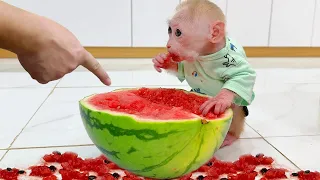 Baby monkey Jic Jic drops watermelon on the floor and is taught how to clean the house by his dad