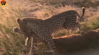 15 Crazy Moments! Hyena Vs Leopard Fight To The Last Breath | Animal World