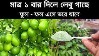 লেবু গাছে ফুল না এলে এটা মাত্র ১ বার দিয়ে দেখুন ছোট গাছে প্রচুর ফুল - ফল হবে |  গুটি ঝড়া বন্ধ হবে