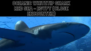 Close encounter with Oceanic Whitetip shark in Egypt [Gopro Hero 7 Black 4K60FPS]