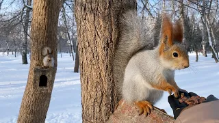 Говорящие белки | How squirrels talk