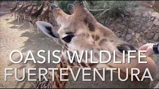 Oasis Wildlife Fuerteventura (4K)