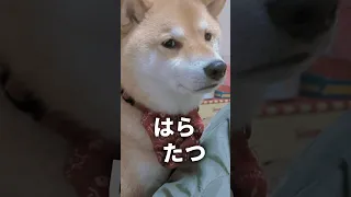 ふてくされる柴犬＆都合のいいコーギー