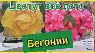 Самые КРАСИВЫЕ цветы для кашпо и вазонов, цветущие всё лето!