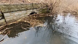 “PIPE EXPLOSION” Beaver Dam Bursts Through Culvert While Unclogging !