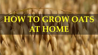 HOW TO GROW OATS AT HOME