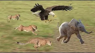 Cheetah vs Eagle Attack, Speed hunt of the Cheetah, Eagle, Who faster