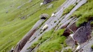 Sheep falling