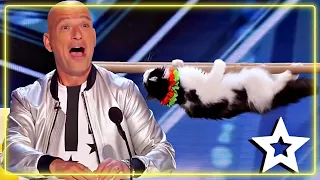 Most Exciting ANIMAL Auditions Of All Time From Season 14/15  BGT - AGT