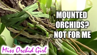 Giving up mounted Orchids - Final thoughts