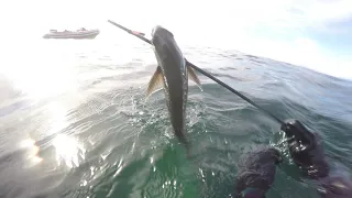 Spearfishing compilation in and around Cape Town - Various spots - Braam Papenfus