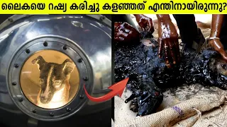 ലൈക്കെയുടെ ദുരിത യാത്ര! Sad Story Of Laika Space Dog In Malayalam - Storify