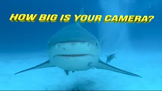 Bull shark proof camera housing