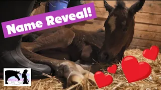 Foal Name and Gender Reveal!