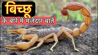 बिच्छू के बारे में 22 रोचक तथ्य || Interesting facts about Scorpions in Hindi