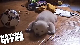 Baby Polar Bear Raised By Humans | Nature Bites