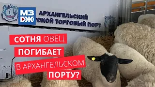 МЗЖ: Сотня овец погибает в архангельском порту?