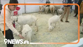 National Western Stock Show kicks off Saturday