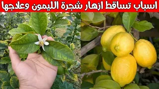 اسباب تساقط ازهار شجرة الليمون قبل ان تتكون الثمرة وعلاجها | علاج تساقط ازهار الحمضيات