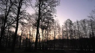 Sunrise Morning Birdsong | Relaxation Real Nature Sounds in German Forest | 1 Hour